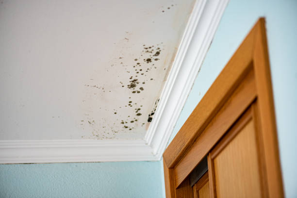 Best Post-Flood Mold Remediation in Bellmead, TX