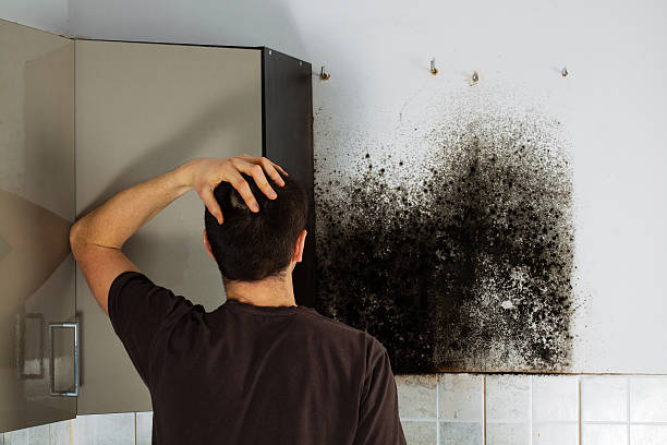 Best Residential Mold Remediation in Bellmead, TX