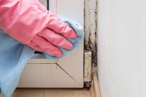 Best Commercial Mold Remediation in Bellmead, TX